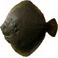 鲆