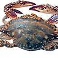 海蟹