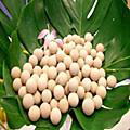 甲鱼蛋