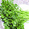 豆瓣菜