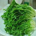 苦菊