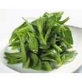 穿心莲
