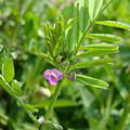 大巢菜