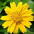 野菊