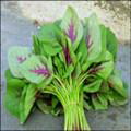 野苋菜