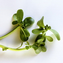 马齿菜