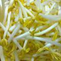 绿豆芽