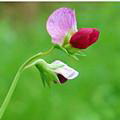 花豌豆