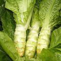 莴苣